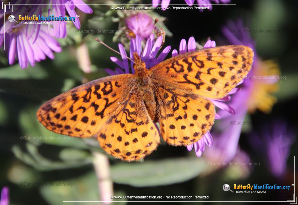 Full-sized image #1 of the Meadow Fritillary
