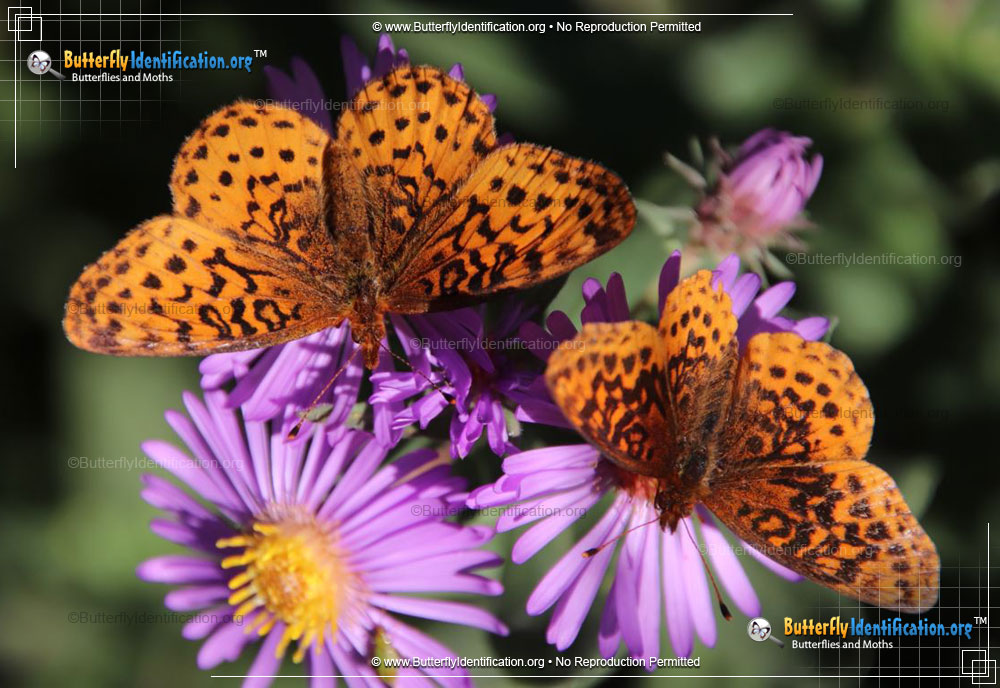 Full-sized image #2 of the Meadow Fritillary