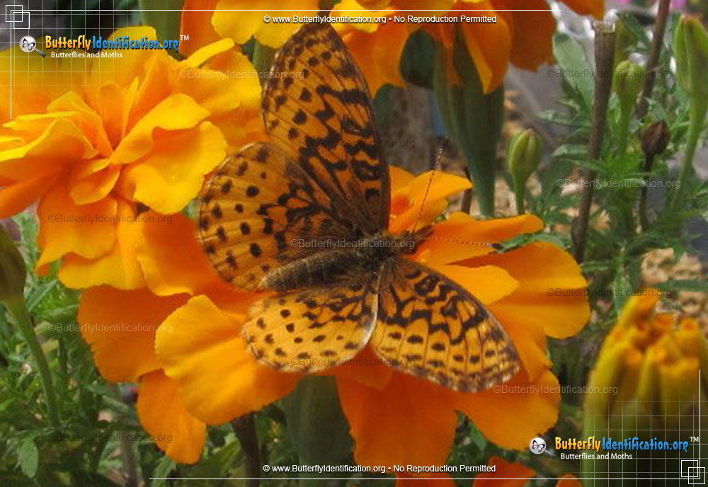 Full-sized image #5 of the Meadow Fritillary