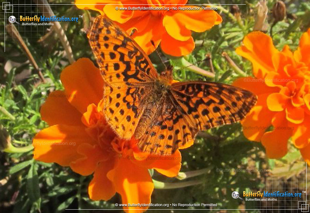 Full-sized image #4 of the Meadow Fritillary