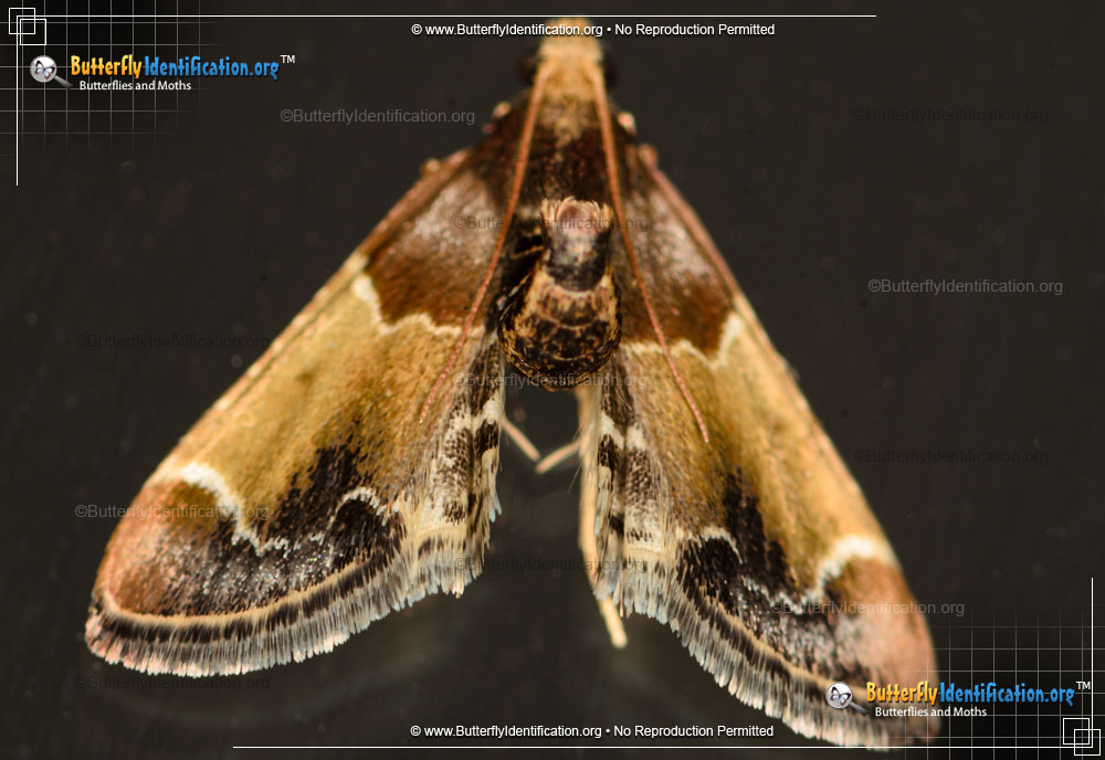 Full-sized image #2 of the Meal Moth