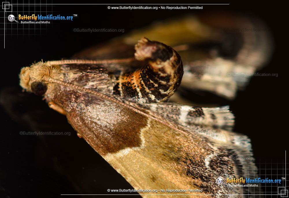 Full-sized image #5 of the Meal Moth