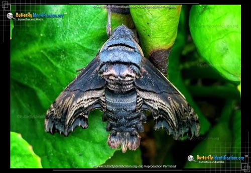 Thumbnail image #1 of the Abbott's Sphinx Moth