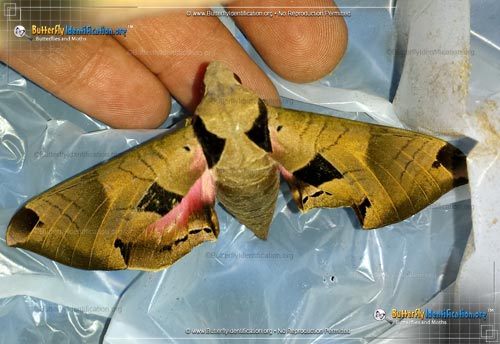 Thumbnail image #2 of the Achemon Sphinx Moth