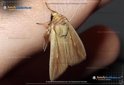Thumbnail image #1 of the Adjutant Wainscot Moth