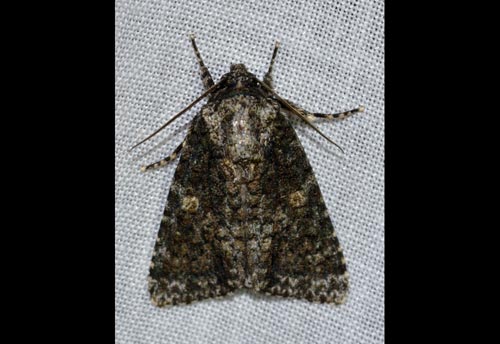 Thumbnail image #1 of the Afflicted Dagger Moth