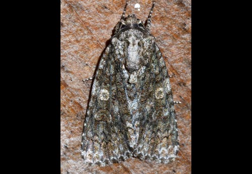 Thumbnail image #3 of the Afflicted Dagger Moth