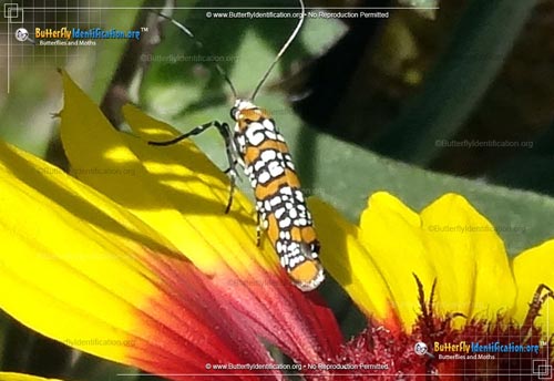 Thumbnail image #2 of the Ailanthus Webworm Moth