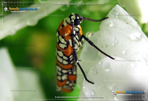 Thumbnail image #3 of the Ailanthus Webworm Moth