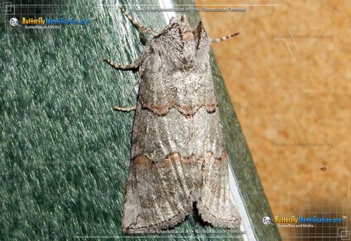 Thumbnail image #1 of the Alberta Lutestring Moth