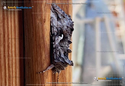 Thumbnail image #3 of the Alfalfa Looper Moth