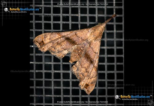 Thumbnail image #3 of the Ambiguous Moth