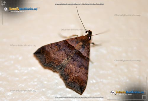 Thumbnail image #1 of the Ambiguous Moth