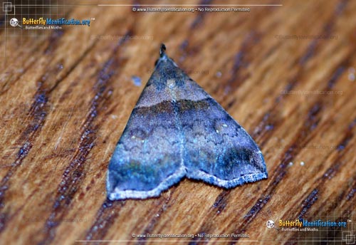 Thumbnail image #2 of the Ambiguous Moth
