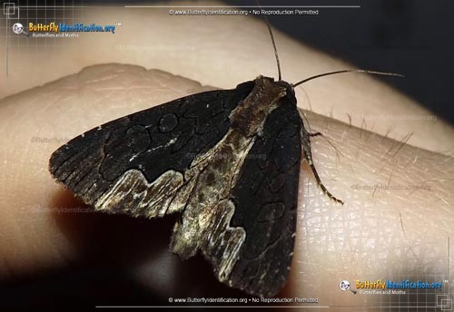 Thumbnail image #1 of the American Bird's-Wing Moth
