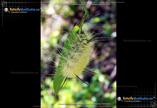 Thumbnail caterpillar image of the American Dagger