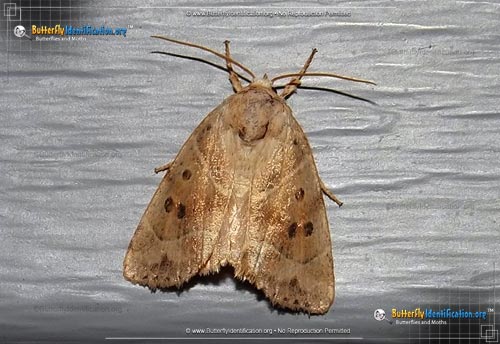 Thumbnail image #1 of the American Dun-bar Moth