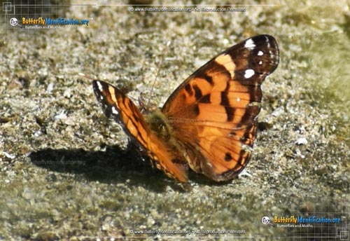 Thumbnail image #6 of the American Lady Butterfly