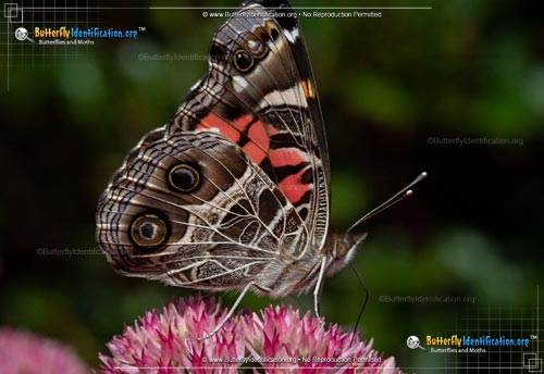 Thumbnail image #1 of the American Lady Butterfly