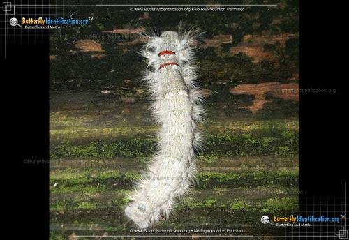 Thumbnail caterpillar image of the American Lappet Moth