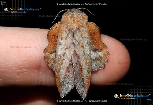 Thumbnail image #1 of the American Lappet Moth