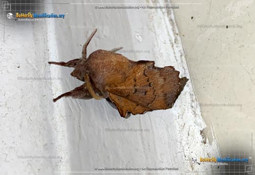 Thumbnail image #2 of the American Lappet Moth