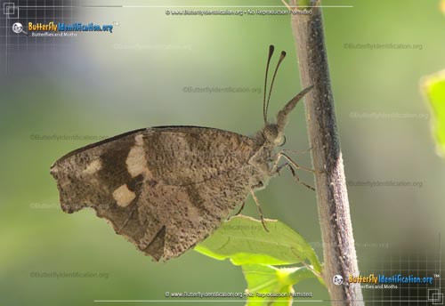 Thumbnail image #4 of the American Snout Butterfly