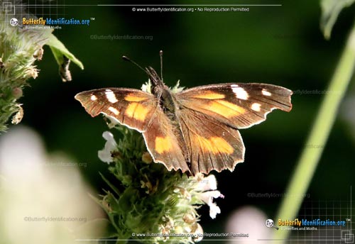 Thumbnail image #2 of the American Snout Butterfly