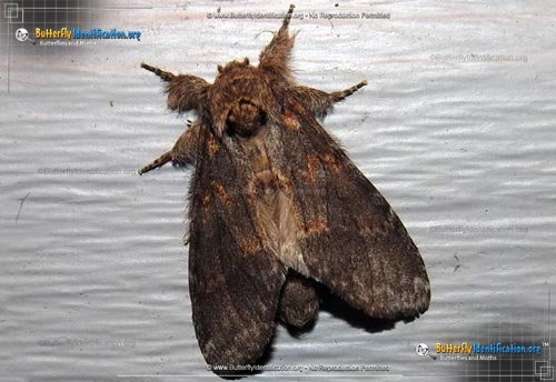 Thumbnail image #1 of the Angulose Prominent Moth