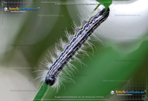 Thumbnail image #3 of the Angus' Datana Moth