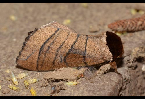 Thumbnail image #1 of the Angus' Datana Moth