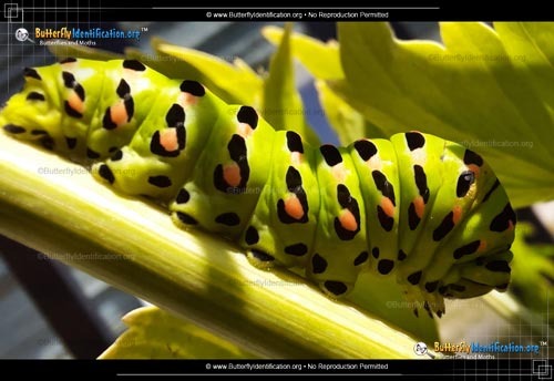 Thumbnail image #2 of the Anise Swallowtail Butterfly