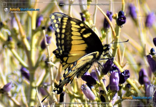 Thumbnail image #3 of the Anise Swallowtail Butterfly