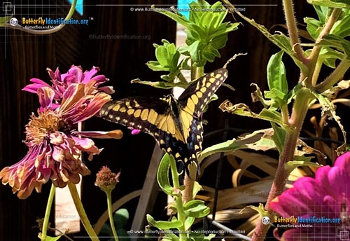 Thumbnail image #4 of the Anise Swallowtail Butterfly