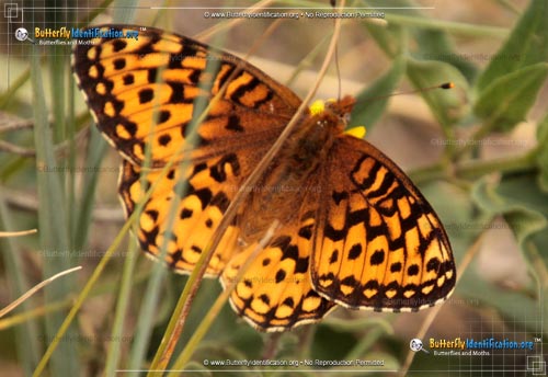 Thumbnail image #1 of the Aphrodite Fritillary Butterfly