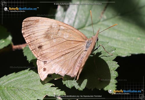 Thumbnail image #1 of the Appalachian Brown Butterfly