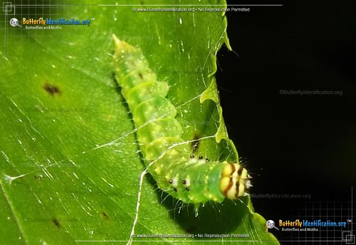 Thumbnail caterpillar image of the Arched Hooktip Moth