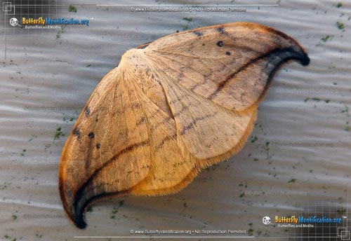 Thumbnail image #1 of the Arched Hooktip Moth