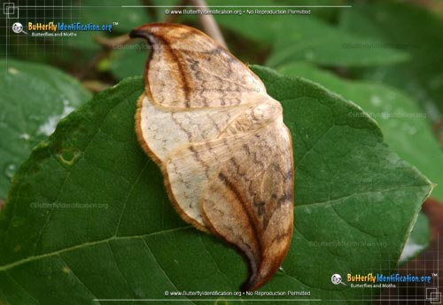 Thumbnail image #2 of the Arched Hooktip Moth