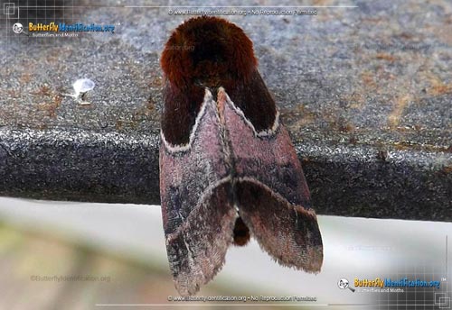 Thumbnail image #1 of the Arcigera Flower Moth