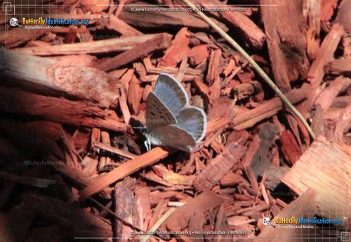 Thumbnail image #2 of the Arctic Blue Butterfly