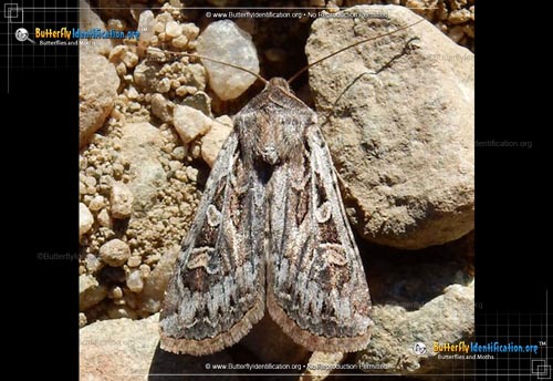 Thumbnail image #1 of the Army Cutworm Moth