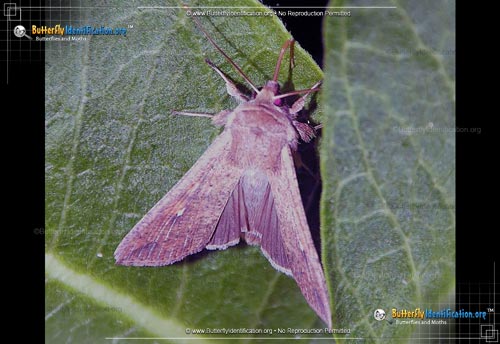 Thumbnail image #2 of the Armyworm Moth