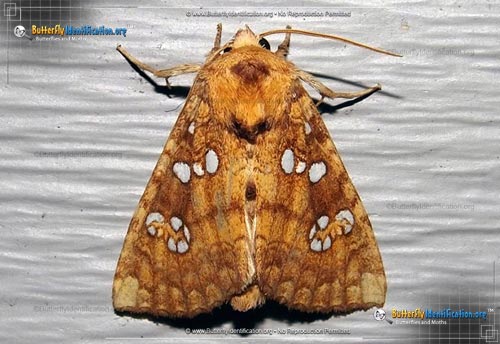 Thumbnail image #1 of the Ash-tip Borer Moth