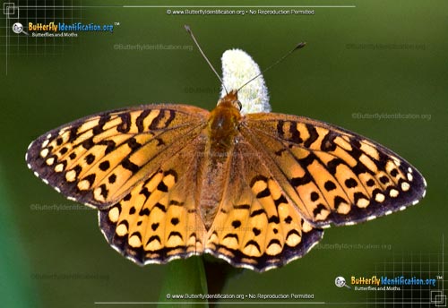 Thumbnail image #1 of the Atlantis Fritillary Butterfly