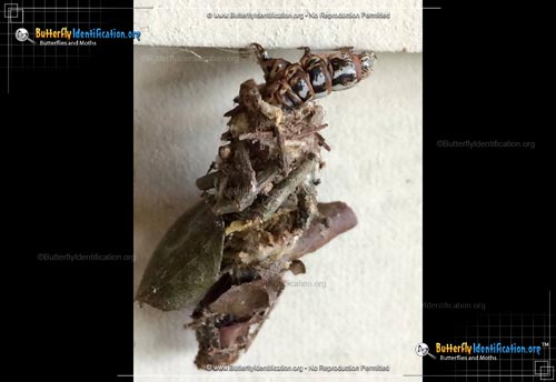Thumbnail image #1 of the Bagworm Moth