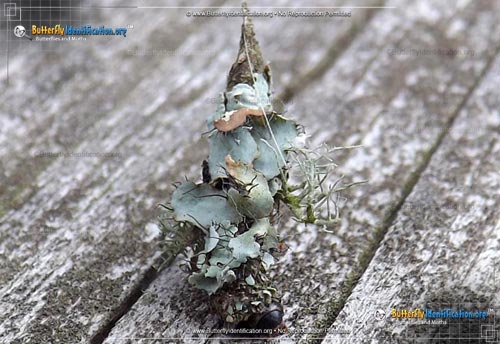 Thumbnail image #4 of the Bagworm Moth
