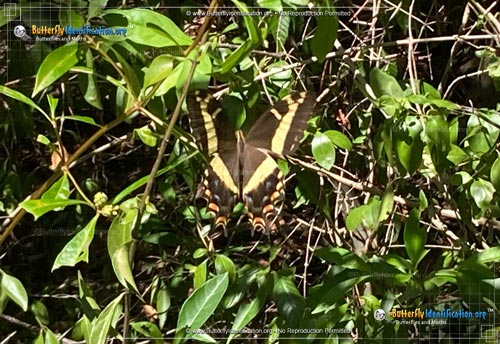 Thumbnail image #1 of the Bahamian Swallowtail Butterfly