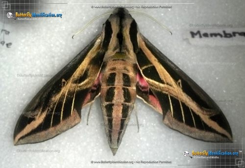 Thumbnail image #2 of the Banded Sphinx