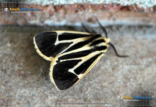 Thumbnail image #1 of the Banded Tiger Moth